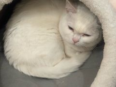 -Let's go狗咖·猫咖·奶狗·桌游(春熙路IFS店)