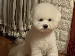 -宠福鑫康馨动物医院·骨科·眼科