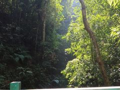 -西双版纳原始森林公园