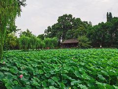 -桂湖森林公园
