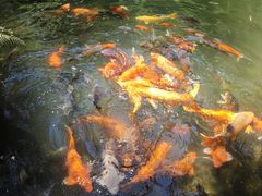 -千岛湖东南湖区