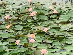 -佛手湖郊野公园