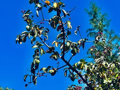 -昆山城市生态森林公园