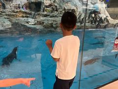 -帝企鹅自助餐厅•儿童岛•真企鹅(长隆企鹅酒店)