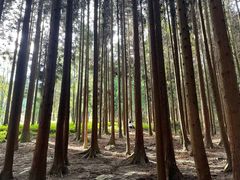 -武陵山森林公园