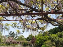 -嘉定紫藤园