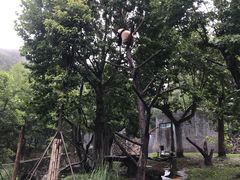 -都江堰中华大熊猫苑