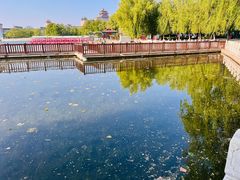 -莲花池公园