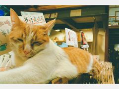 -猫的天空之城概念书店(西塘古镇店)