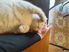 -猫猫幼稚园·撸猫·桌游·电玩