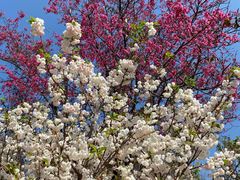 -天适樱花悠乐园