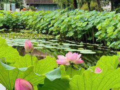 -陈家山荷花公园