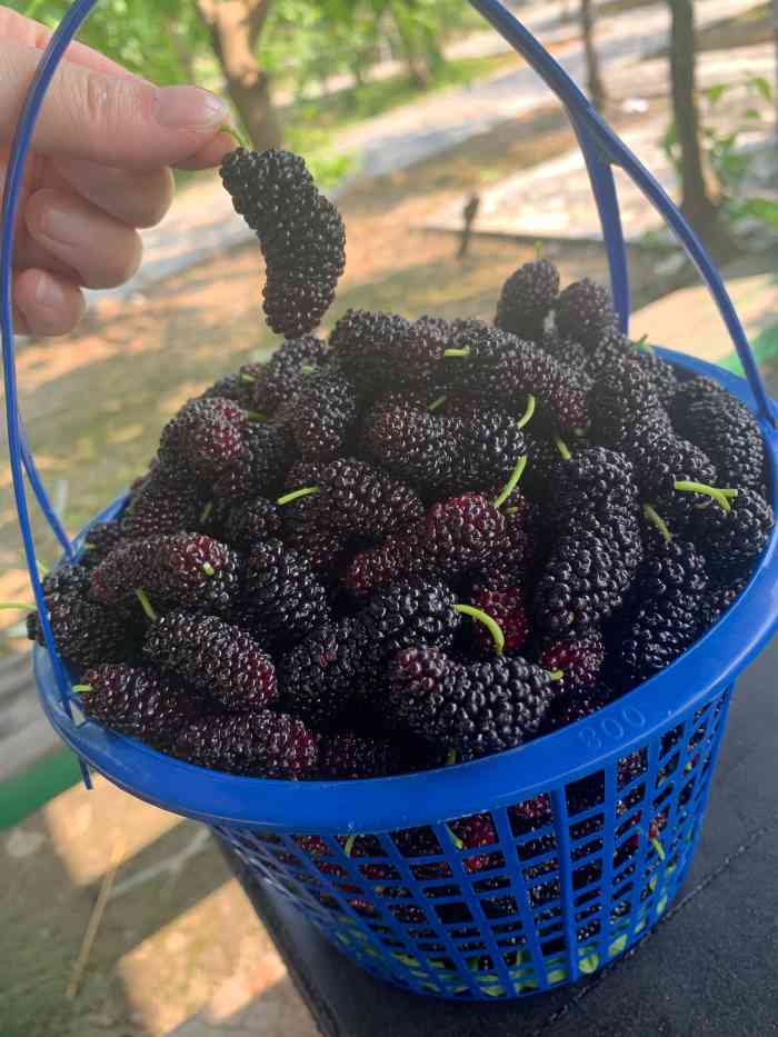 天宫庄园-"一路走过!95儿盛开!桑果新鲜甜美爽口!"-大众点评移动版