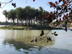 -海上田园