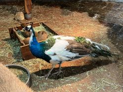 -Zoolung Zoolung动物主题公园(海信广场店)