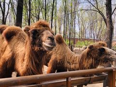 -北京野生动物园