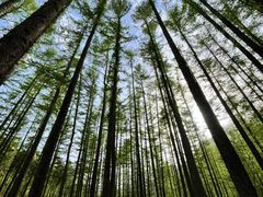 -洛阳白云山景区