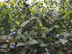 -金谷域澳洲庄园