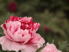 -洛阳市隋唐城遗址植物园
