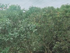 -塘栖枇杷特色园区