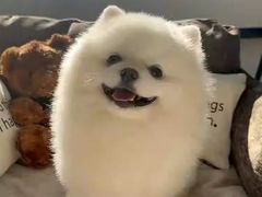 -荔康动物医院(康王北路店)