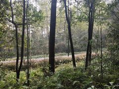 -铁山坪森林公园