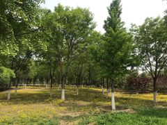 -永定河休闲森林公园