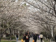-高东镇樱花园