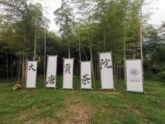 -大唐贡茶院