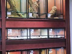 -帕帕拉兹宠物(亚洲旗舰店)