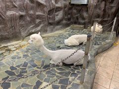 -上海大自然野生昆虫馆(东方明珠·爬宠昆虫探索中心)
