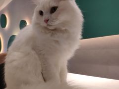 -飞行喵MR PILOT|猫舍·猫咖(静安大融城店)