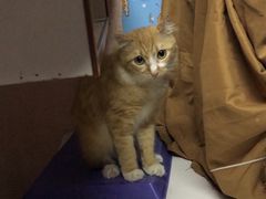 -宠物星动物医院·眼科·异宠·猫科(江南大道总院)