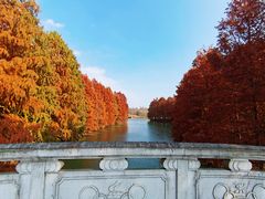 -上海海湾国家森林公园