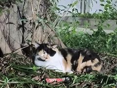 -泉州海丝野生动物世界