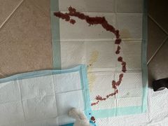 -爱侣宠医·鹦鹉专科·小型哺乳类·异宠专科(灵石路店)