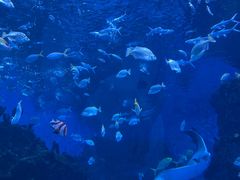 -海合安成都极地海洋公园
