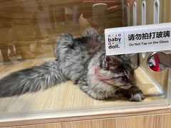 -momokira米努特·德文卷毛猫·棉花面纱犬