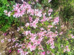 -广州白江湖森林公园