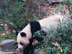 -成都大熊猫繁育研究基地
