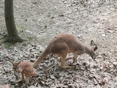 -合肥野生动物园