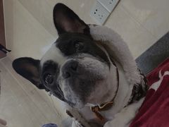 -思琪宠物医院(昆山花桥店)
