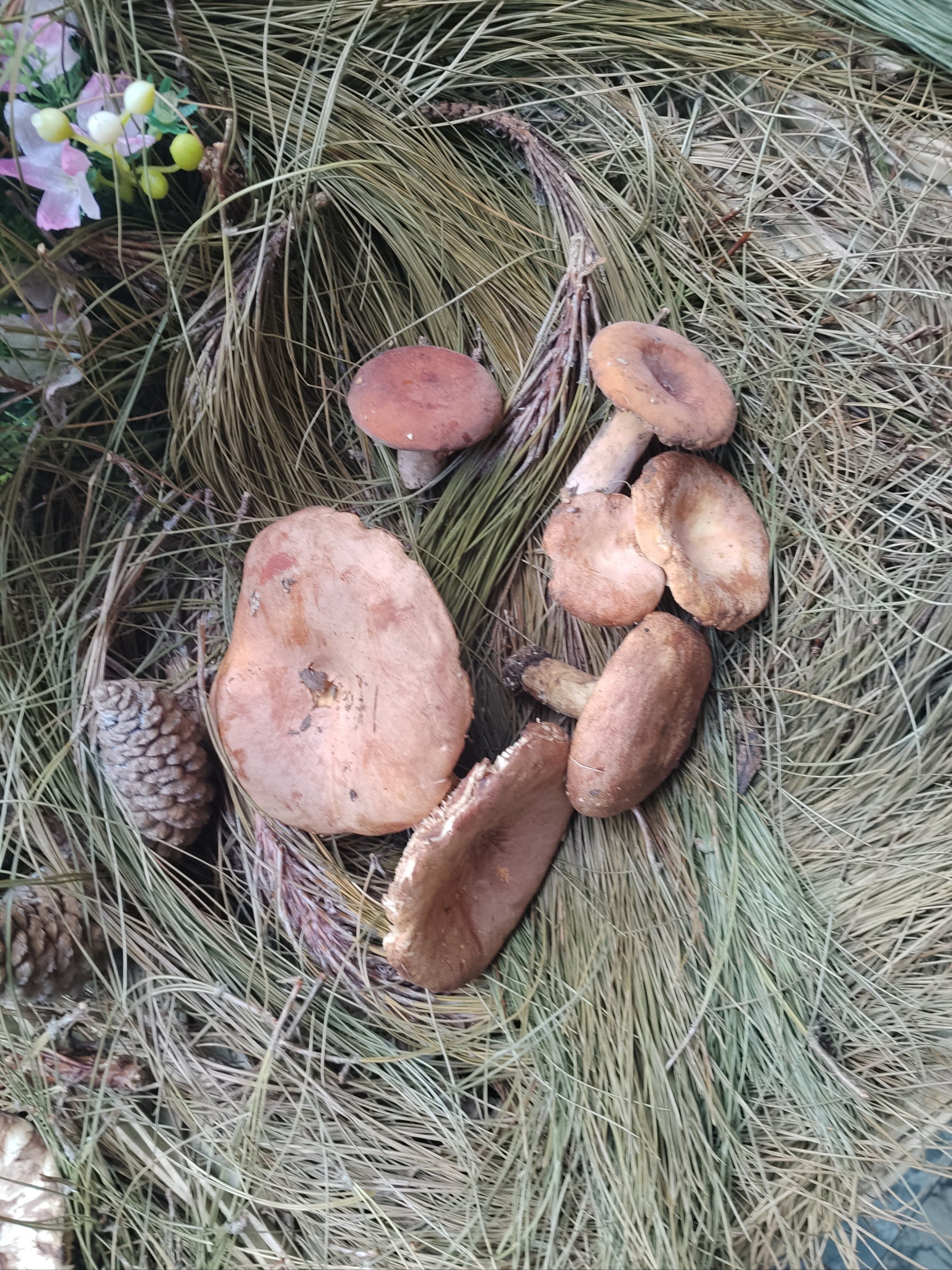 大自然馈赠爱尚菌南屏街宝善店欢迎光临新老顾客