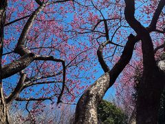 -洛阳市隋唐城遗址植物园
