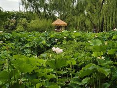 -洛阳市隋唐城遗址植物园