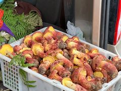 -云南木水花野生菌交易中心