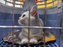 -可蒙动物医院·猫科·骨科中心(首义路店)