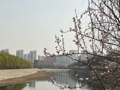 -桃花堤公园