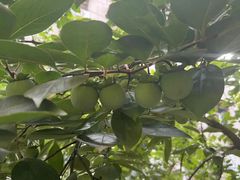 -DQ·蛋糕·冰淇淋(徐东销品茂店)