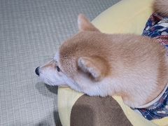-逗柴咖啡屋·狗咖猫咖宠物桌游